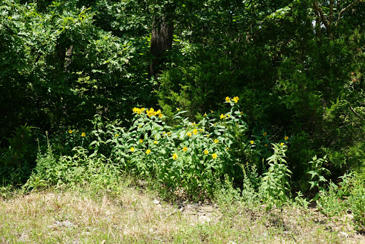 Flag Springs Park South Side - Thumbnail
