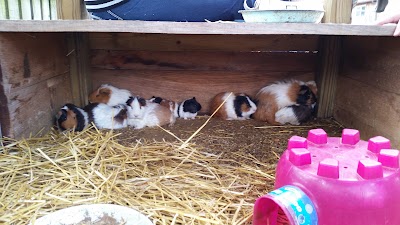 Photos of Anderson & Girls Orchards