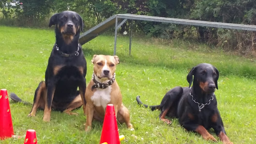 Canis-Coach Jürgen Vogt Hundetrainer Mönchengladbach Stahlenend 38, 41189 Mönchengladbach, Deutschland