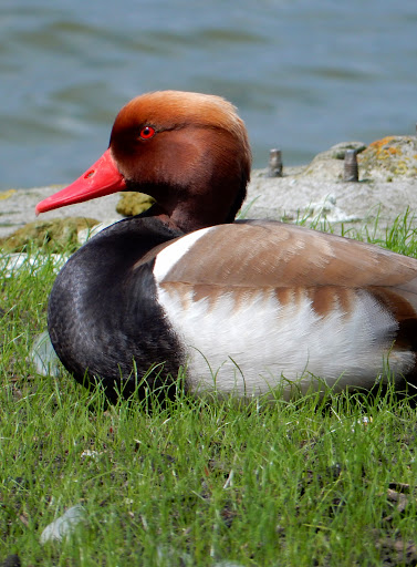 Binnenschelde - Thumbnail