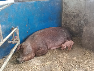Photo n°2 de La Ferme du Grand Chemin - ATTIGNAT-ONCIN - SAVOIE à Attignat-Oncin (Ferme d'élevage)
