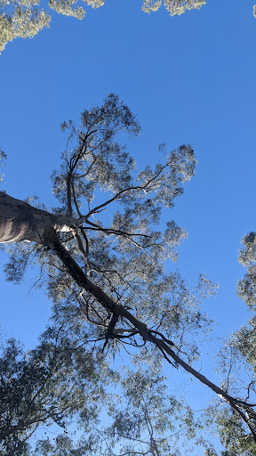 Warrandyte - Kinglake Nature Conservation Reserve - Meadow - Thumbnail