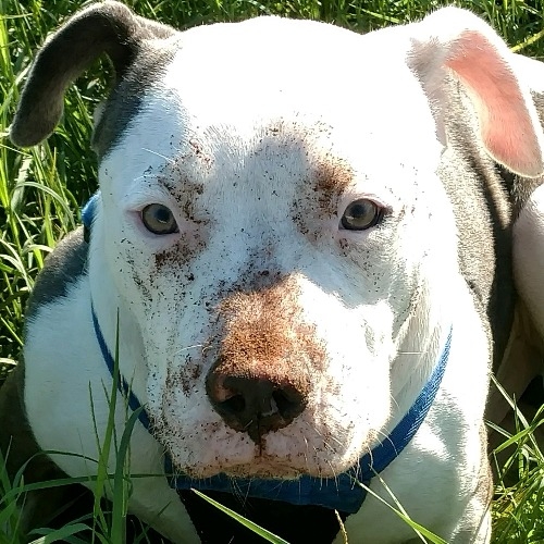 City of Altus Animal Control - Thumbnail