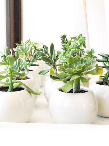 Comentarii opinii despre The Cacto Store