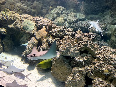 Suzanne & Walter Scott Aquarium