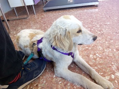 veterinary-care