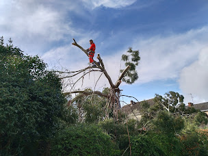 Photo n°13 de Elagage Bozard Eddy | 44400 Rezé Elagueur, abattage arbres à Rezé (Paysagiste)