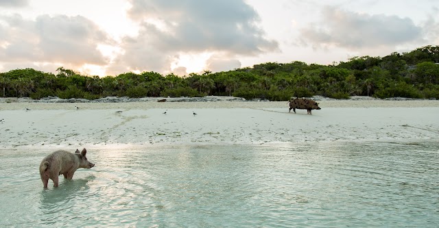 Pig Beach