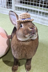 RABBIT PUMPKIN(ラビット パンプキン）