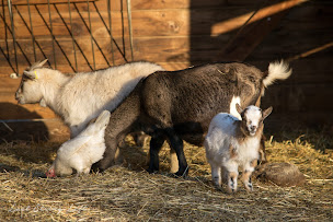 Photo n°5 de La Ferme du Dolmen à Le Pouget (Attraction touristique)