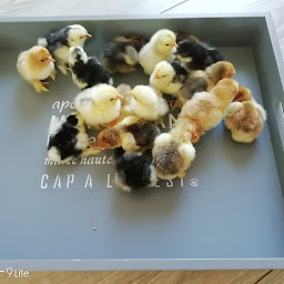 Photo n°12 de Les Poules à Jeannot à Lantignié (Élevage de volailles)