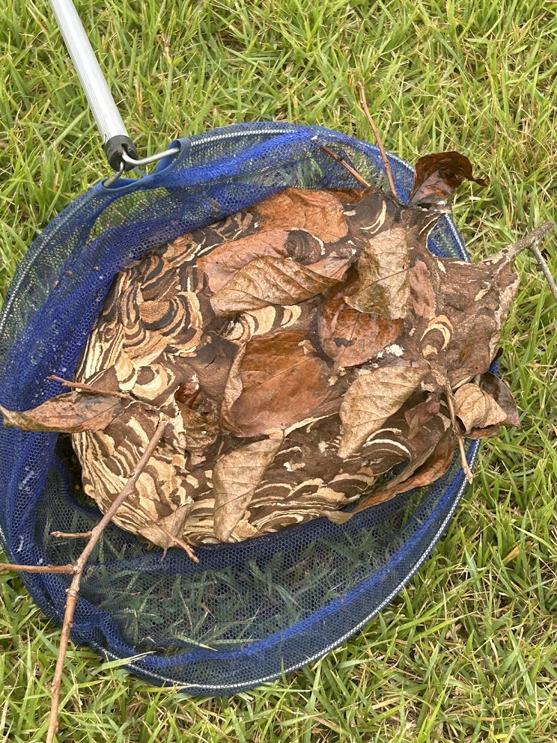 蜂駆除の匠 木更津支店