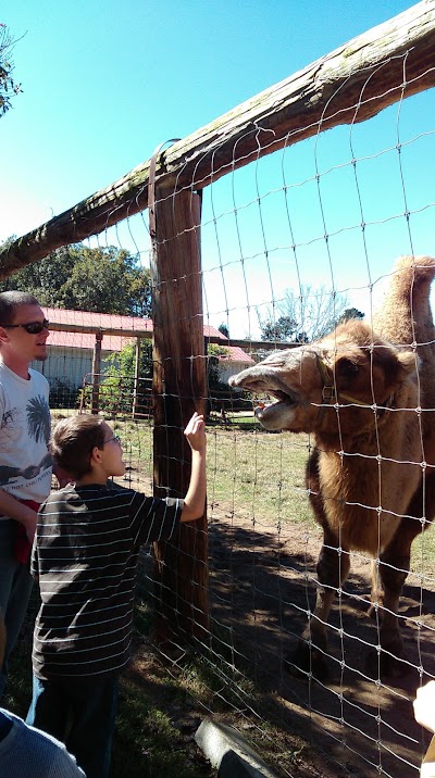 Buffalo Beals Animal Park