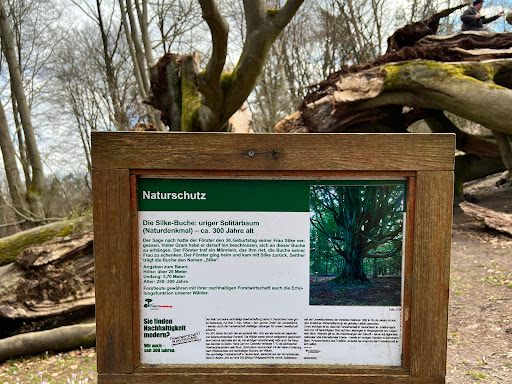Silkebuche - Visual