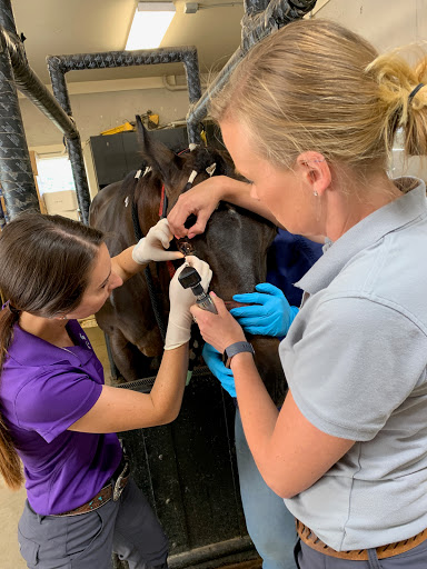 3H Equine Hospital and Mobile Veterinary Services