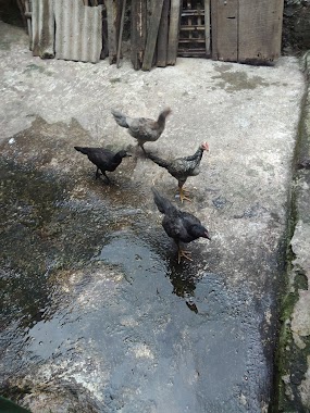 Taman Maja, Author: rahman hakim