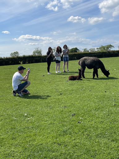 Grange Alpacas & Glamping - Thumbnail