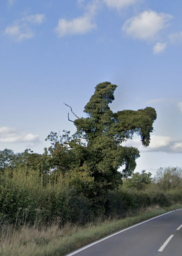 The Horse and Jockey Tree - Thumbnail