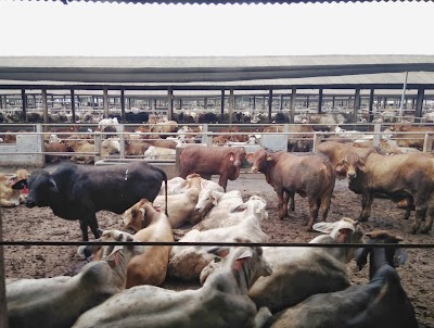 Photos of Dairy Farm PT Great Giant Livestock