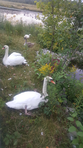 The Orillia Fish And Game Conservation Club