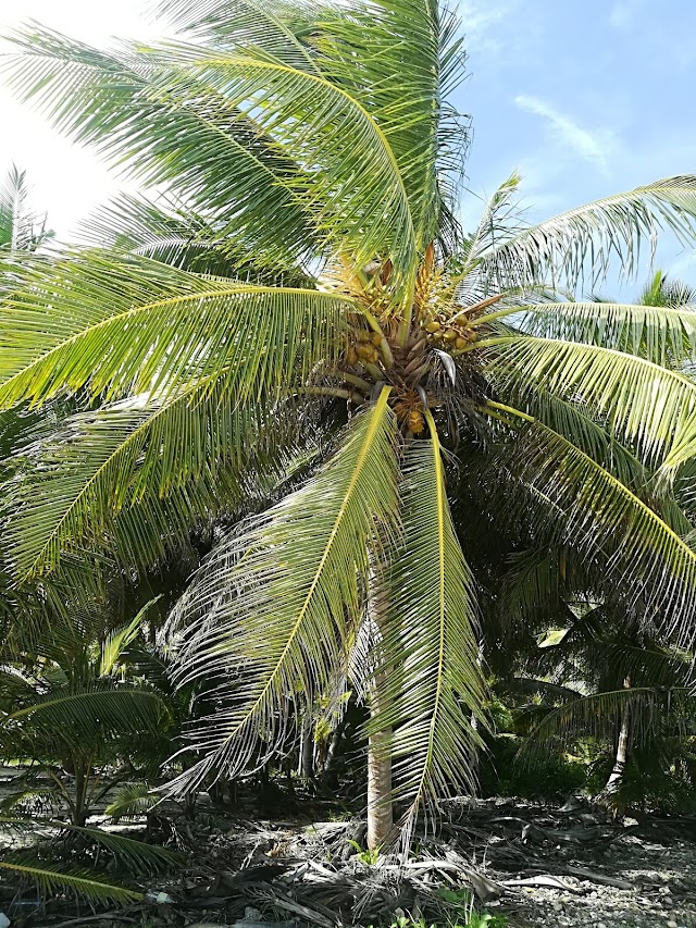 Île Saona