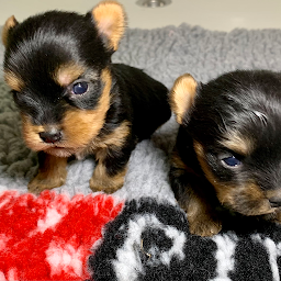 Photo n°13 de Elevage Du Manoir De La Corbie à Putanges-le-Lac (Éleveur de chats)