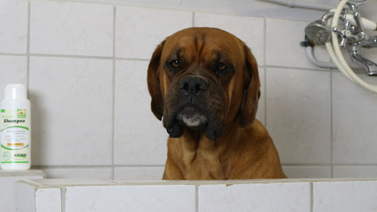 Hundefriseur Ausbildung - Lebensglück für Mensch und Hund Neerstedter Str. 10, 26197 Großenkneten, Deutschland