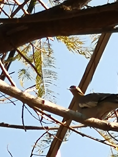 Nazas-Cazones Park - Thumbnail