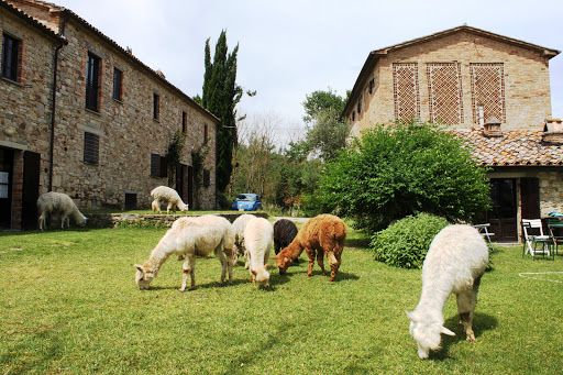Alpaca Farm Maridiana