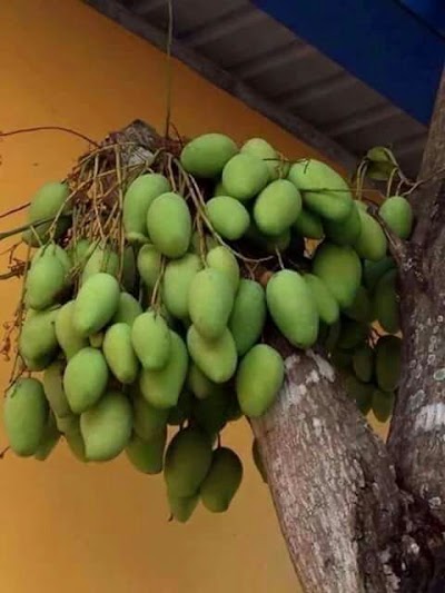 Photos of Nobinogor general hospital