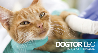 Photos of Dogtor Leo - Clinica Veterinaria