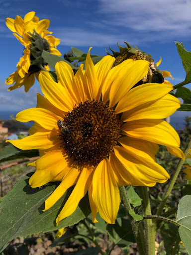 Slow Food Finca Marañuela. Bodega Ecológica y Vinos Naturales en Tenerife