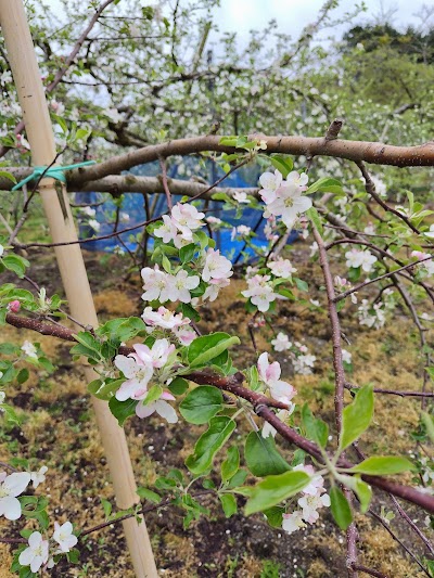 森下観光りんご園