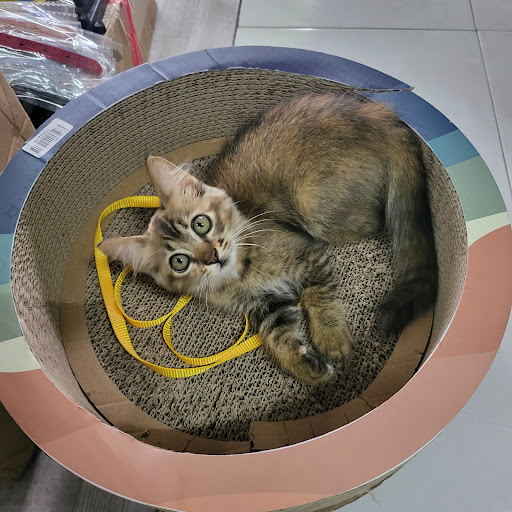 Kopi Catz