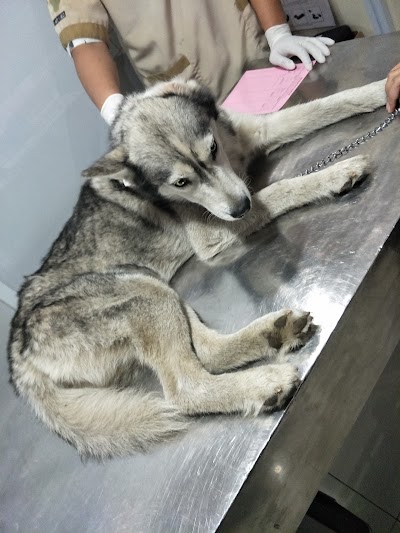 Photos of bogor pet center
