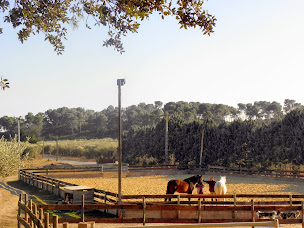 Photo n°15 de LE PETIT ROMAN à Maussane-les-Alpilles (Pension pour chevaux)