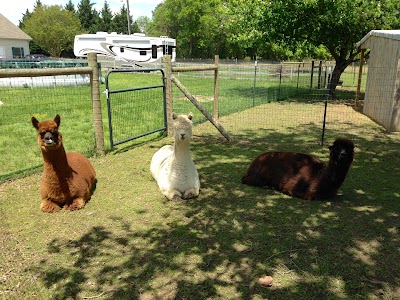 Lucky Starr Alpacas