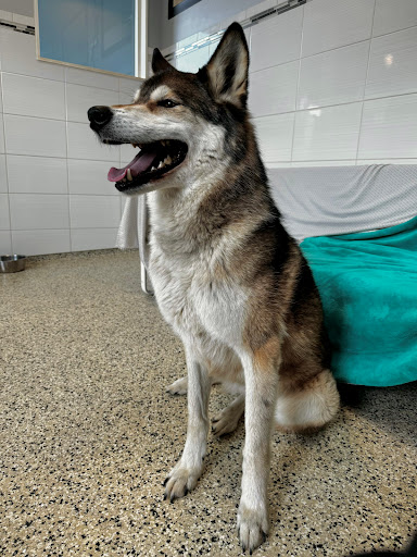 Diamond Kennels - Thumbnail