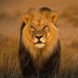 Photo n°10 de Bel Africa à Paris (Voyagiste)