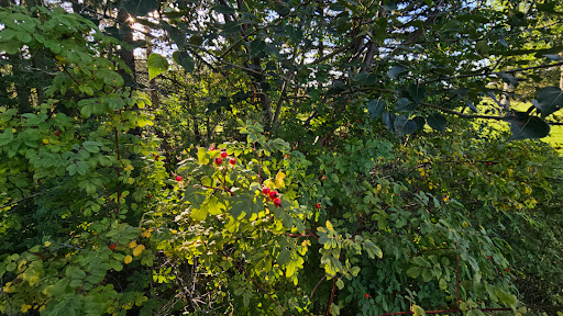 Greengrove Park - Thumbnail