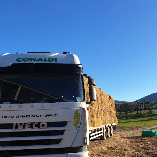 Conaldi - Visual