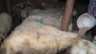 Photos of NİĞDE KURBAN ADAK SATIŞ VE KESİM HİZMETİ