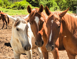 Photo n°22 de Le Verdon à Cheval à Villars-Colmars (Centre équestre)