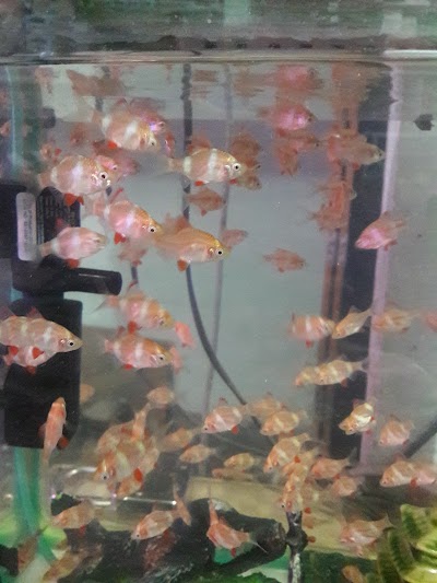 Photos of Aquarium R