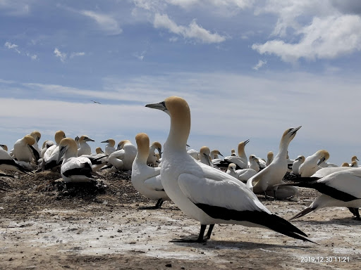 Gannet Safaris Overland Ltd - Thumbnail