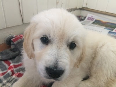 Photos of Cherrywood Vet Clinic