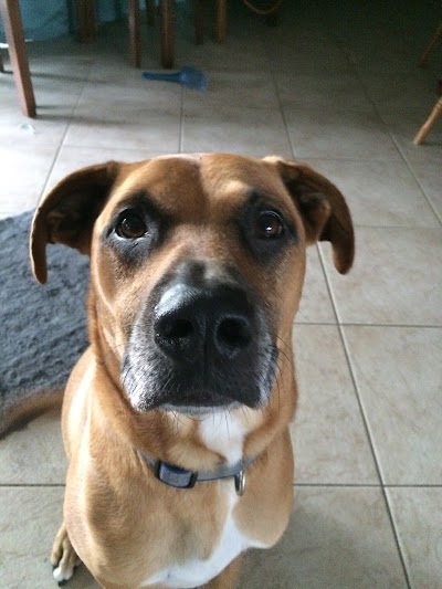 Photos of South Patrick Animal Hospital