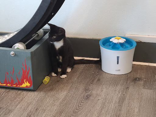 Caffeinated Cat - Visual
