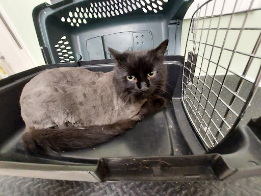 Irish Touch Pet Grooming