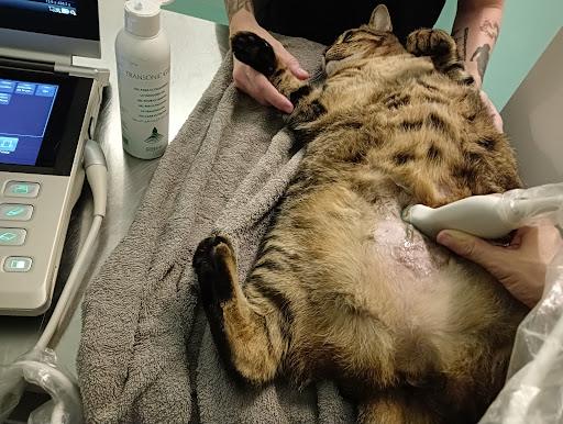 Clínica Veterinaria Vinalopó